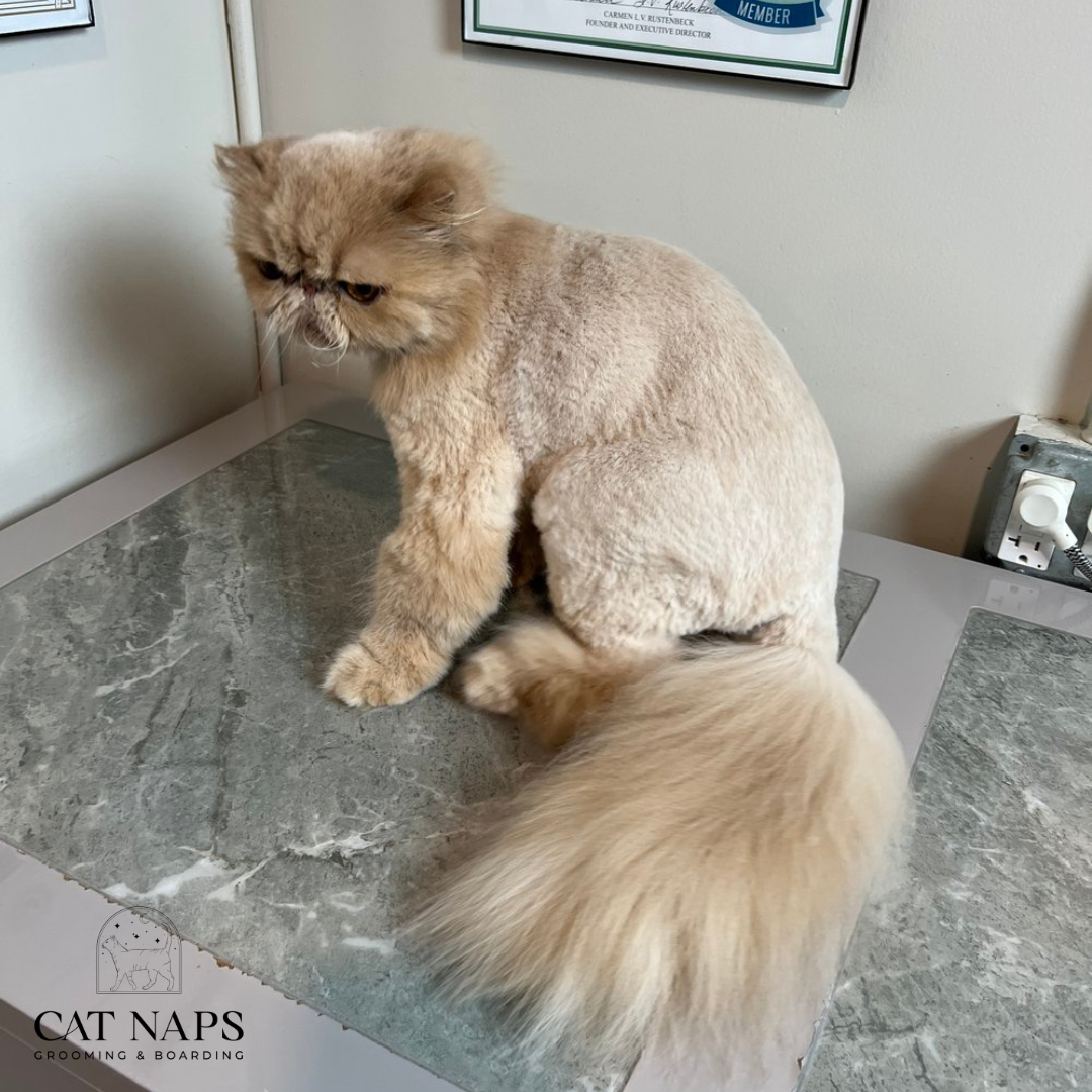 Cat haircuts best sale